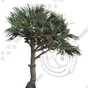 Palm_35.tga