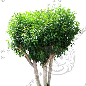 Tree_tropic_10.tga
