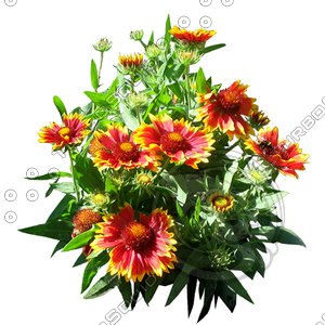 Flower_H_12.tga