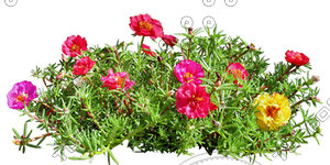 Flower_H_33.tga