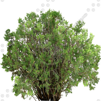 Texture Targa bush trees grass