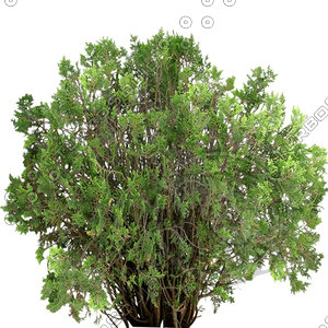 Bush_S_13.tga