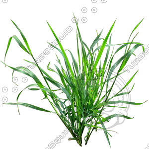 Grass_08.tga