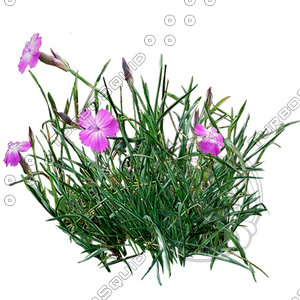 Grass_12.tga