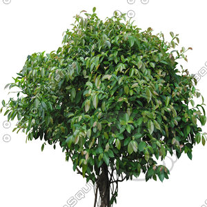 Tree_2.tga
