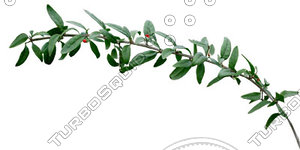 Branch_s_10.tga