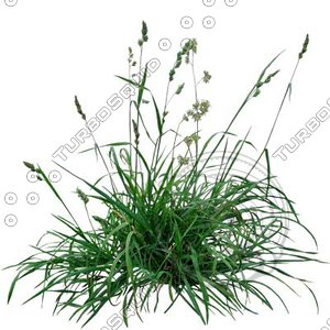 Grass_05.tga