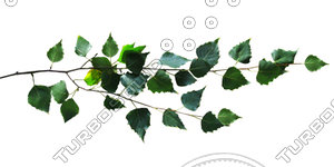 Branch_s_29.tga