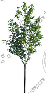 Euro_tree_5.tga
