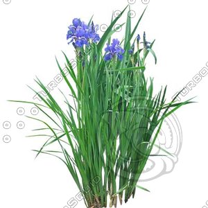 Flower_H_03.tga
