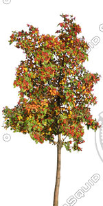Tree_N_10.tga