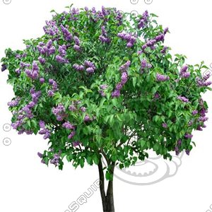 Bush_S_06.tga