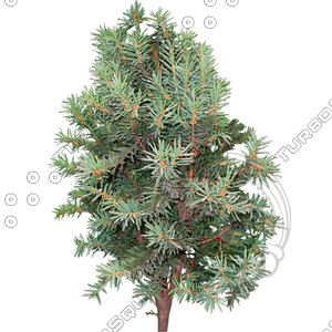Branch_s_30.tga