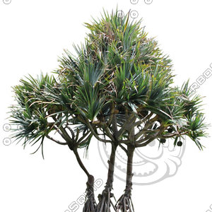 Palm_41.tga