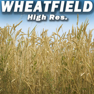Wheat Field Texture High Resolution