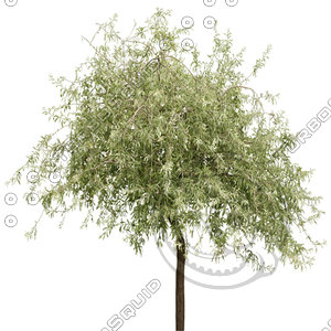 Tree_16.tga