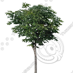 Euro_tree_6.tga