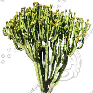 Desert_plants_01.tga