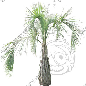 Tree_Palm_01.tga