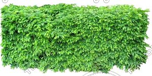 Bush_S_04.tga