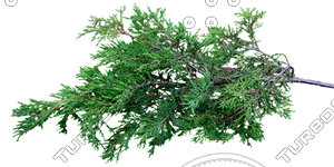 Branch_s_15.tga