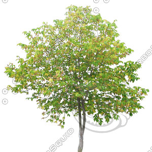 Tree_09.tga