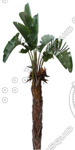 Palm_30.tga