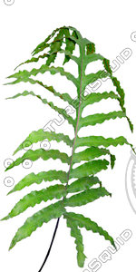 Branch_s_34.tga