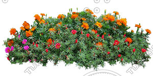 Flower_H_31.tga