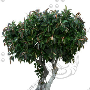 Tree_tropic_07.tga