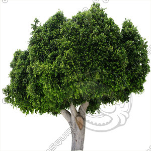 Tree_15.tga