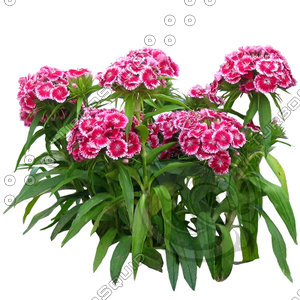 Flower_H_10.tga