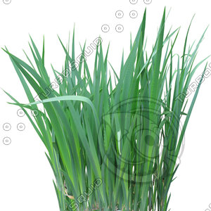 GrassL_03.tga