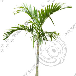 Palm_42.tga