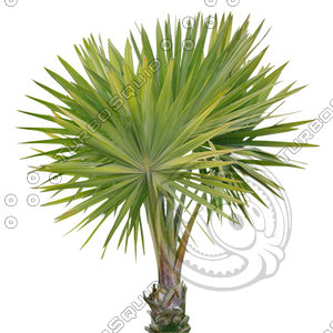 Palm_08.tga