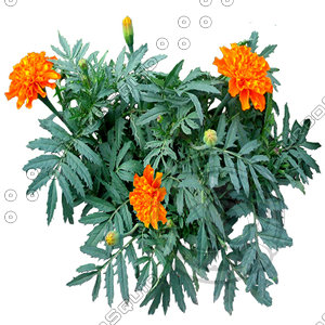 Flower_H_21.tga