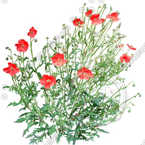 Flower_L_25.tga