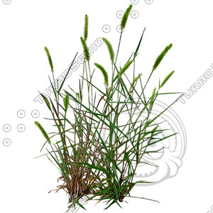 Grass_19.tga