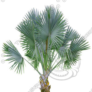 Palm_24.tga