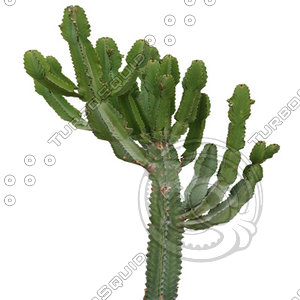 Desert_plants_02.tga