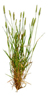 Grass_20.tga