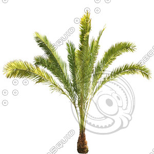Palm_11.tga