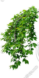 Branch_s_37.tga