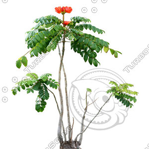 Tree_tropic_12.tga