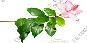 Branch_s_21.tga