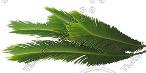 Branch_s_40.tga
