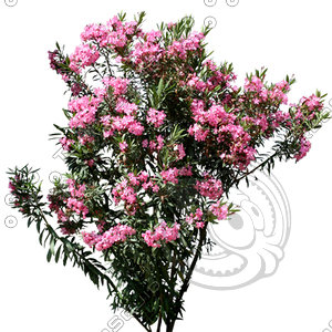 Bush_S_15.tga