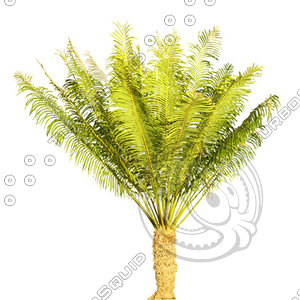Palm_18.tga