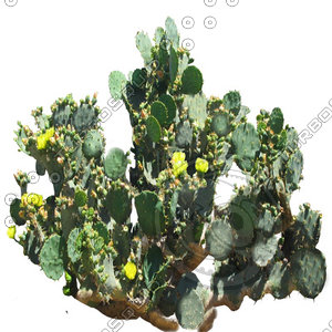 Desert_plants_06.tga