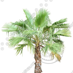 Palm_14.tga